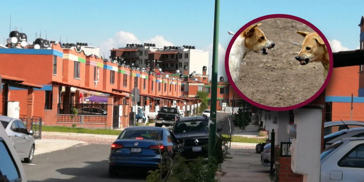 Guanajuato: vecinos del Manantial piden ayuda para controlar jauría de perros