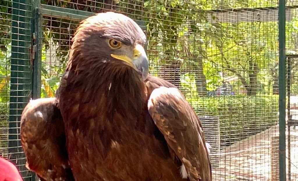 En estas fiestas patrias puedes conocer a ‘Bonita’, el águila real en el Zoológico de Irapuato