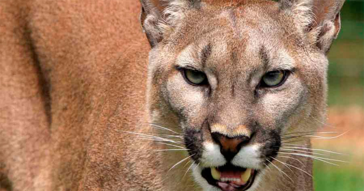 ¿Otro felino suelto en Guanajuato? Reportan puma en terreno de Irapuato