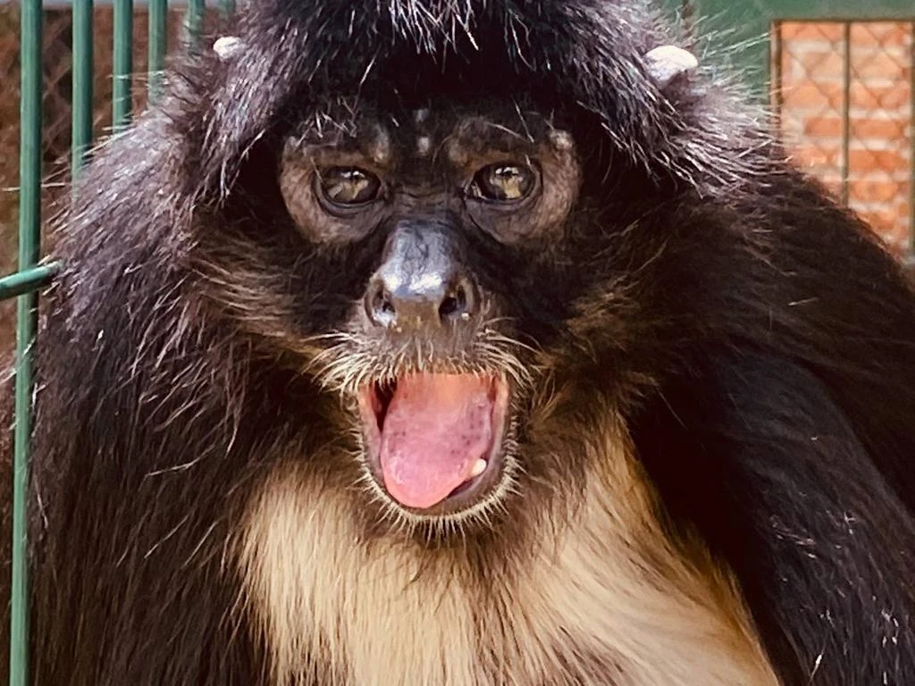 Conoce a Pancho, el mono araña que puedes visitar en el Zoológico de Irapuato