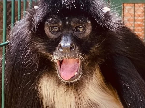 Conoce a Pancho, el mono araña que puedes visitar en el Zoológico de Irapuato