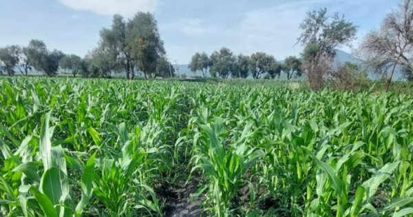 Menos impuestos, más apoyo: llama SDAyR a federación para campo guanajuatense