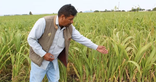 “Está triste y está difícil”: agricultores de Silao lamentan la pérdida del temporal