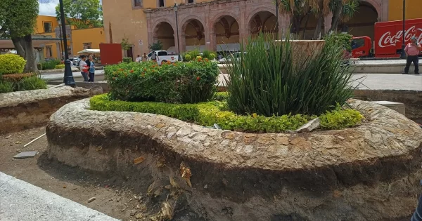 Celaya repone árboles talados en el Jardín de San Agustín con mezquites, ceibas y jacarandas