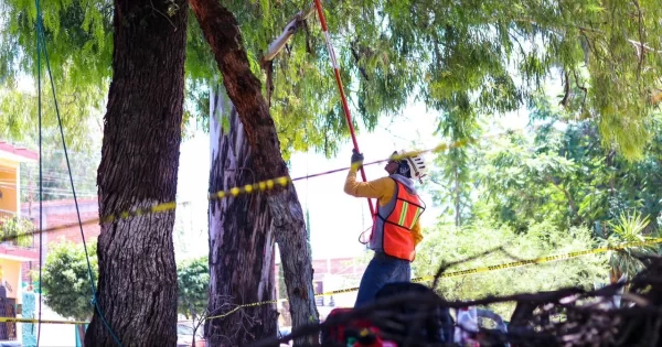 Sanean 30 árboles en el bulevar Gómez Morín de Irapuato