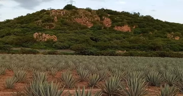 Campesinos de Pénjamo rechazan el cultivo de agave; temen ‘la maldición del oro azul’