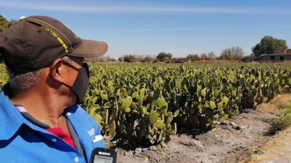 Comunidades cerca de Valtierrilla podrían cultivar agave además del nopal