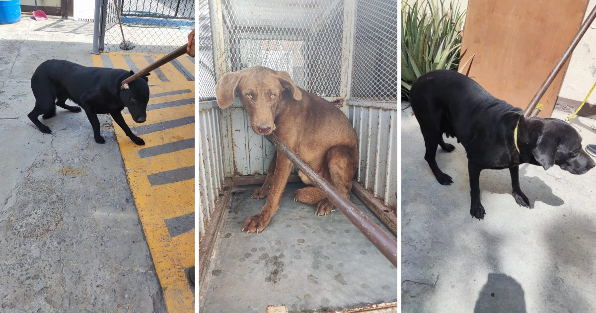 Sacrificarán a 4 perros de la jauría que devoró a un hombre en Celaya