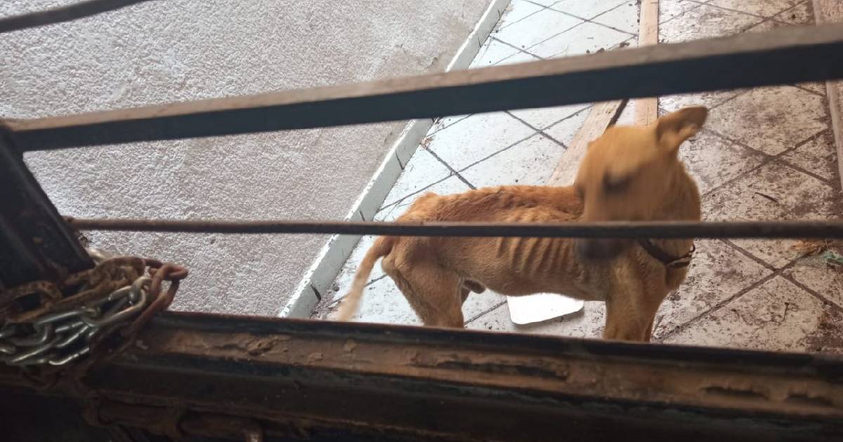 ¡Rescatado! Ponen a salvo a perrito víctima de inanición y abandono en Salamanca