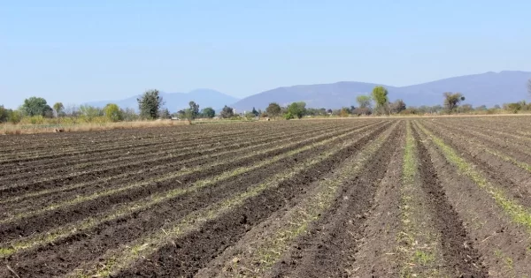 Campesinos de Guanajuato contradicen a la SDAyR y confirman desabasto alimenticio