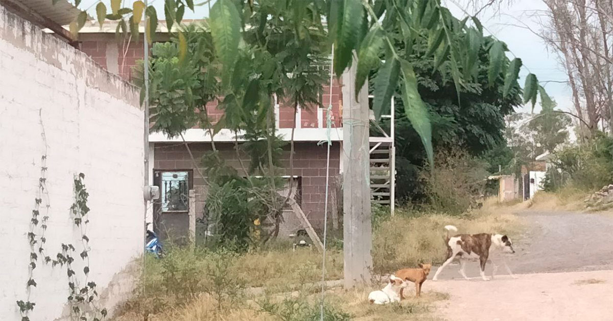 Perros abandonados inundan las calles, pero Purísima del Rincón no tiene perrera