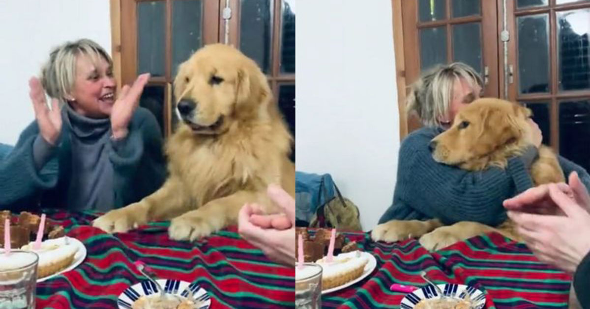 VIDEO: Perrito se hace viral al festejar un cumpleaños con todo y pastel