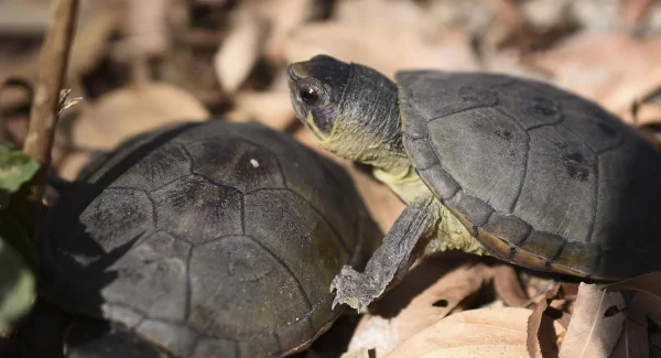 Guardia Nacional rescata a 5 tortugas casquito en paquetería de León