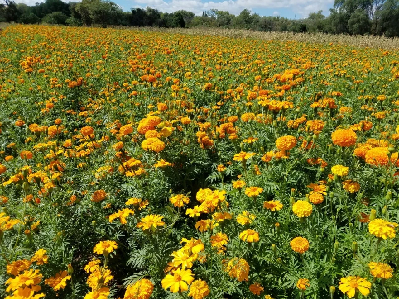 FOTOS: Flores de cempasúchil ‘colorean’ los campos de Guanajuato capital