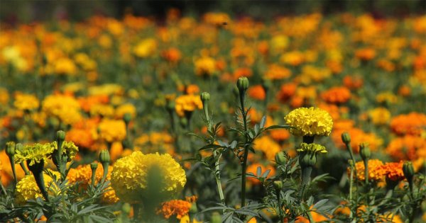 FOTOS: Comonfort se ‘pinta de naranja’ con el cempasúchil para el Día de Muertos