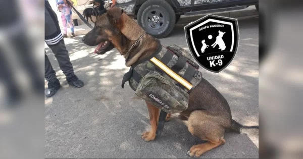 Ante la delincuencia en Irapuato, dueños adiestran sus perros con fines de seguridad