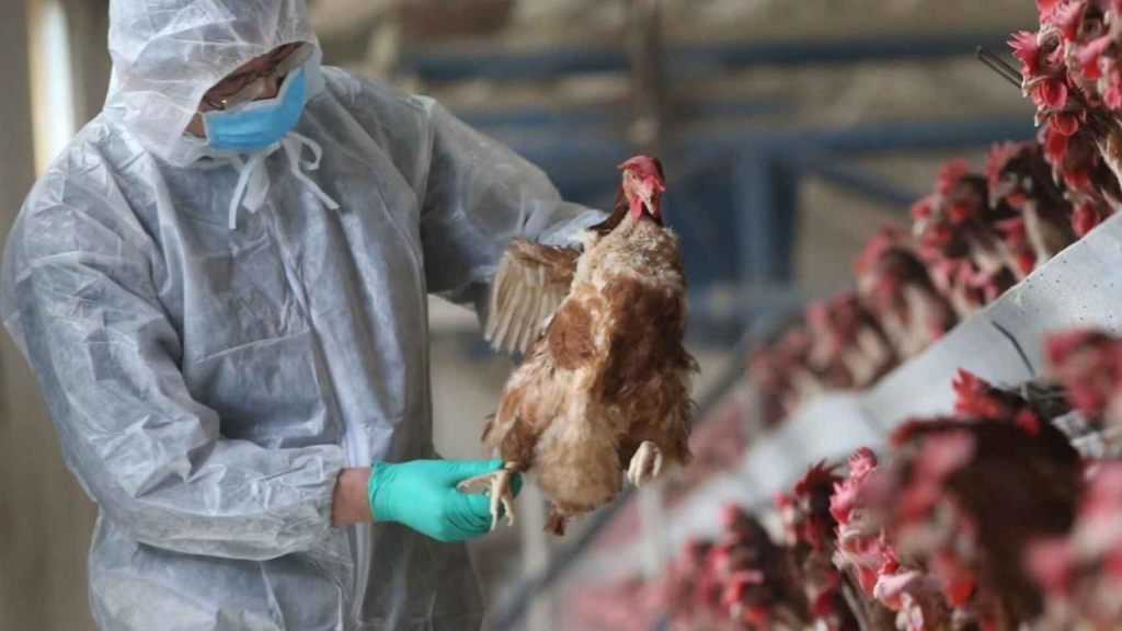 Detectan gripe aviar H5N1 en granja comercial de pollo y huevo de Nuevo León