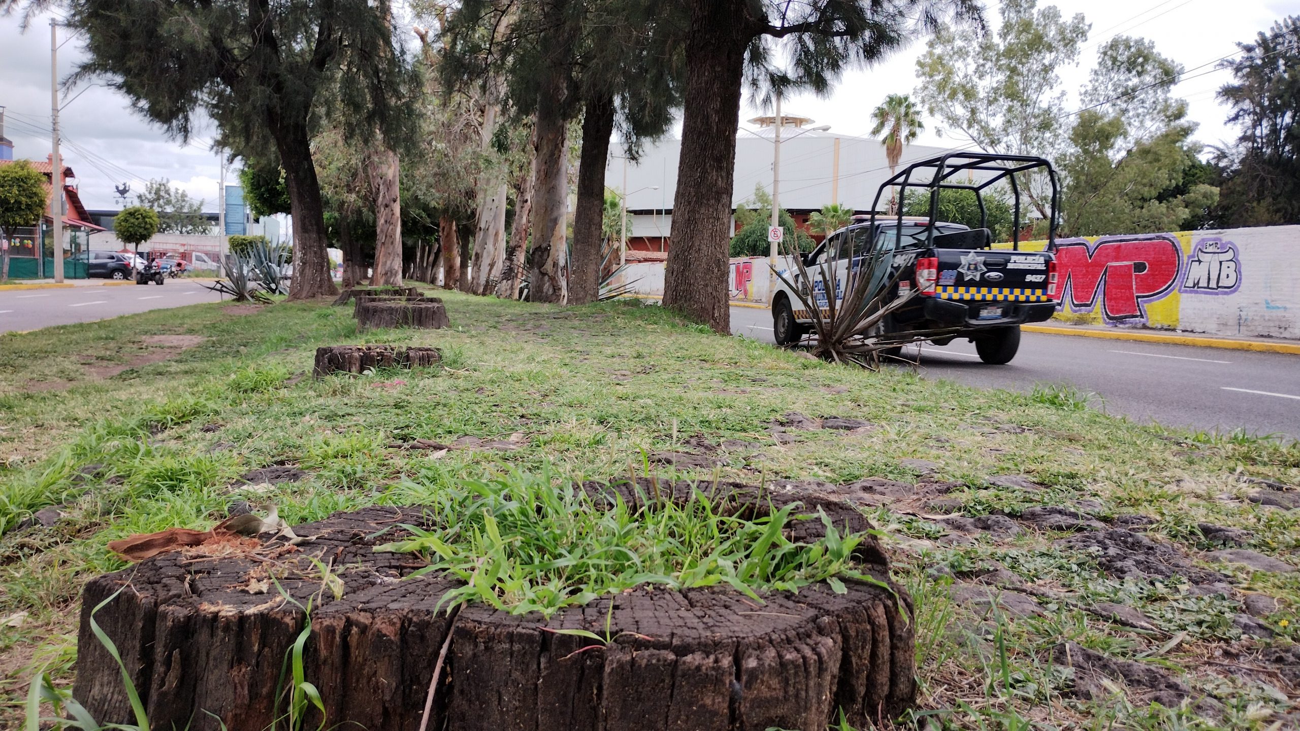 Árboles de la calzada de los Chinacos en Irapuato guardan los ‘secretos’ de la Guerra Cristera