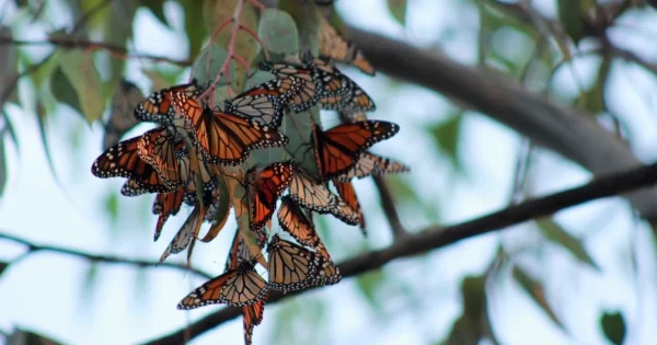 Mariposa Monarca no es exclusiva de Michoacán; inician avistamientos en Doctor Mora