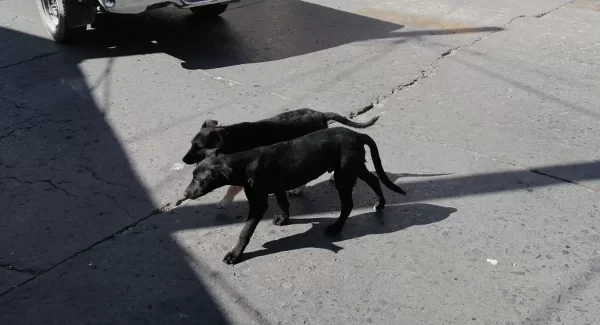 Falta de recolección de basura origina aumento de perros callejeros en SJI