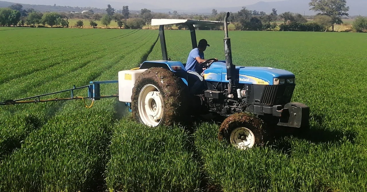 Agricultores de Guanajuato no sembrarán en otoño-invierno; se perderán hasta 400 mdp