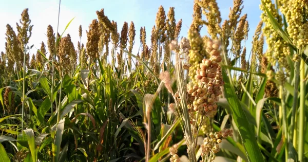 Agricultores de Valle de Santiago exigen agua de presa para lograr cosecha