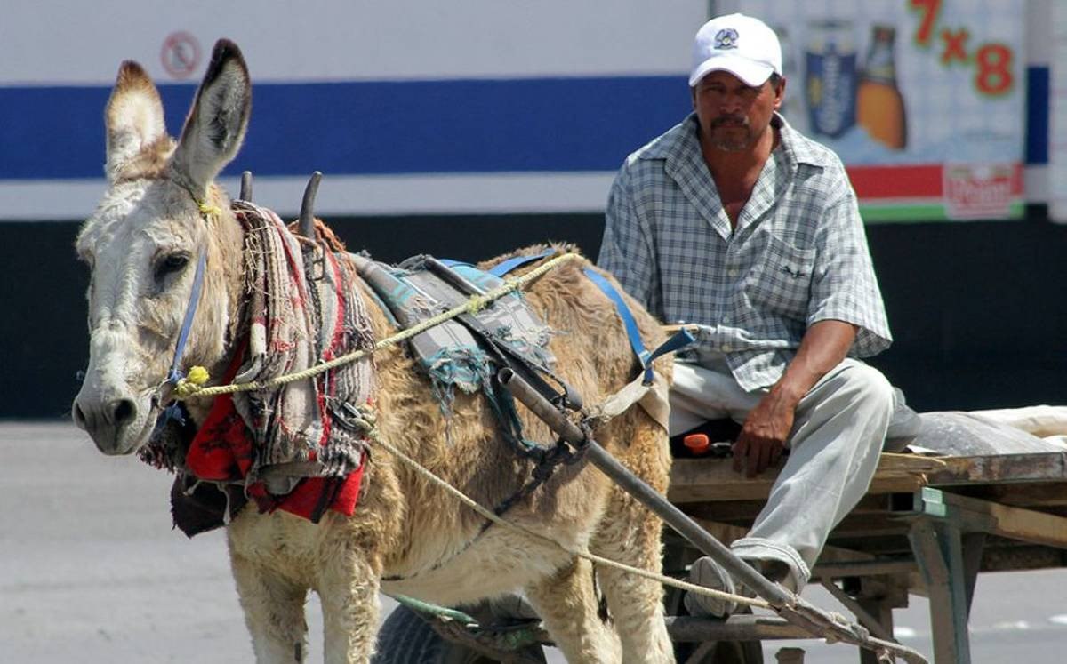 Control Animal de León inspecciona animales de carga; descartan casos de maltrato