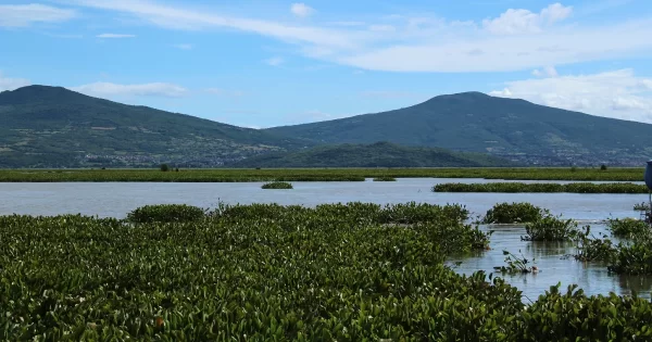 Pesca en Laguna de Yuriria se extingue ante plaga de lirio e ilegalidad