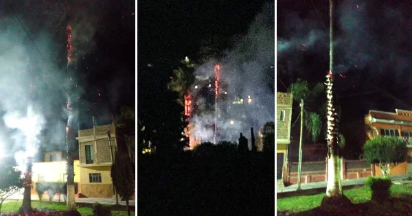 Se incendian dos palmeras en canchas de Acámbaro