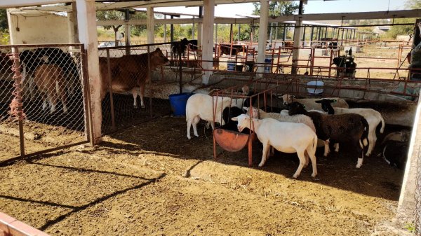 Proyecto de Cinvestav transformará desperdicios en biogás en comunidades de Irapuato