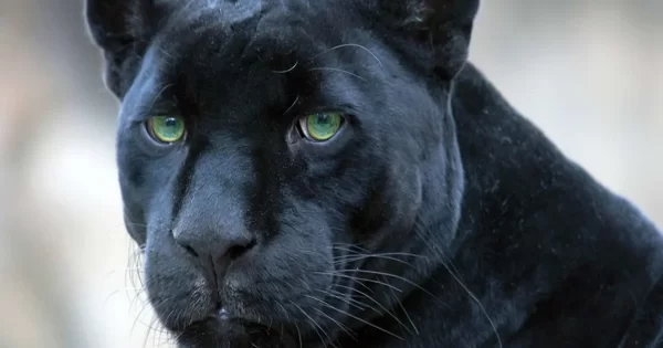 ¡Cuidado! Alertan de pantera negra suelta en el metro Tacuba