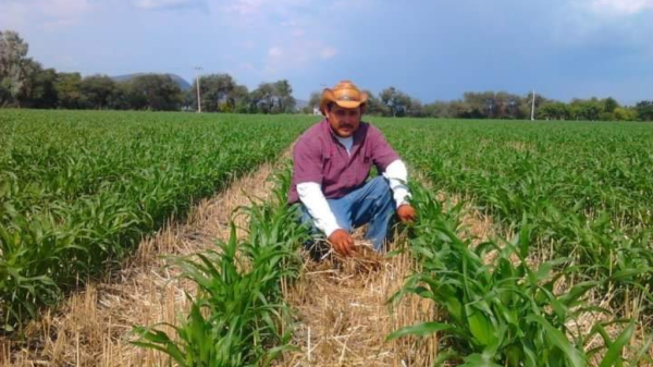 Labranza de conservación, la práctica sustentable que agrícolas de Guanajuato aplican