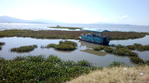 Plaga de moscos en Laguna de Yuriria: habitantes no duermen y turistas se van