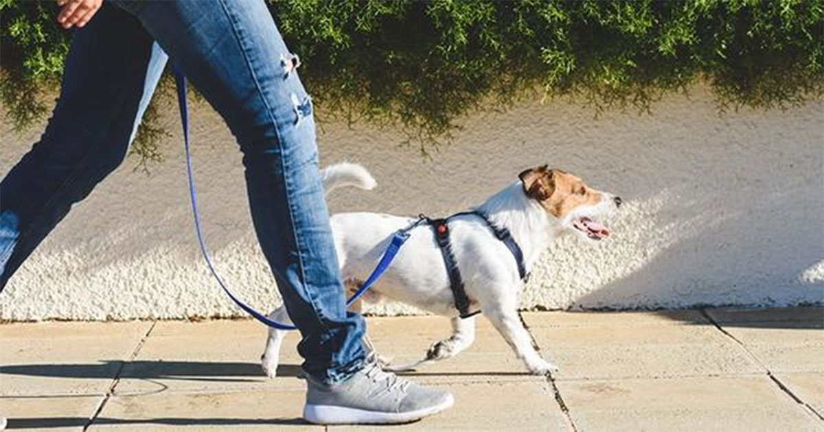 Pasear a tu perrito en León podría salirte más caro que una membresía del gimnasio