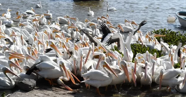 Pelícanos en laguna de Yuriria atraerán más turismo