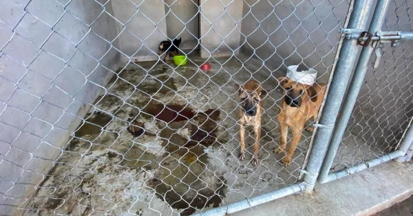 Sacrifican 30 perros en SJI; varios eran cachorros y otros ya estaban adoptados