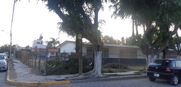 Critican poda desmedida de árboles en la colonia Jardines de Oriente de León