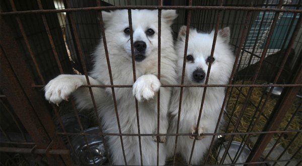 Surge un nuevo refugio para atender perritos en San José Iturbide