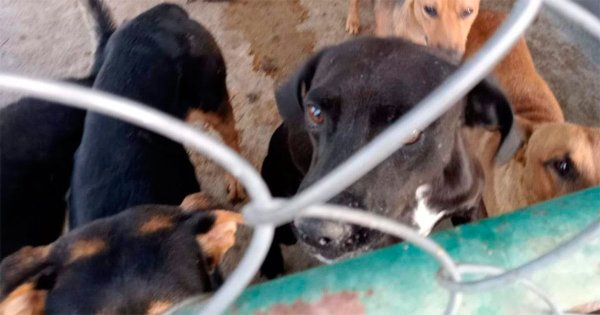 PVEM Guanajuato busca reformar la Ley de Protección Animal para sancionar a funcionarios