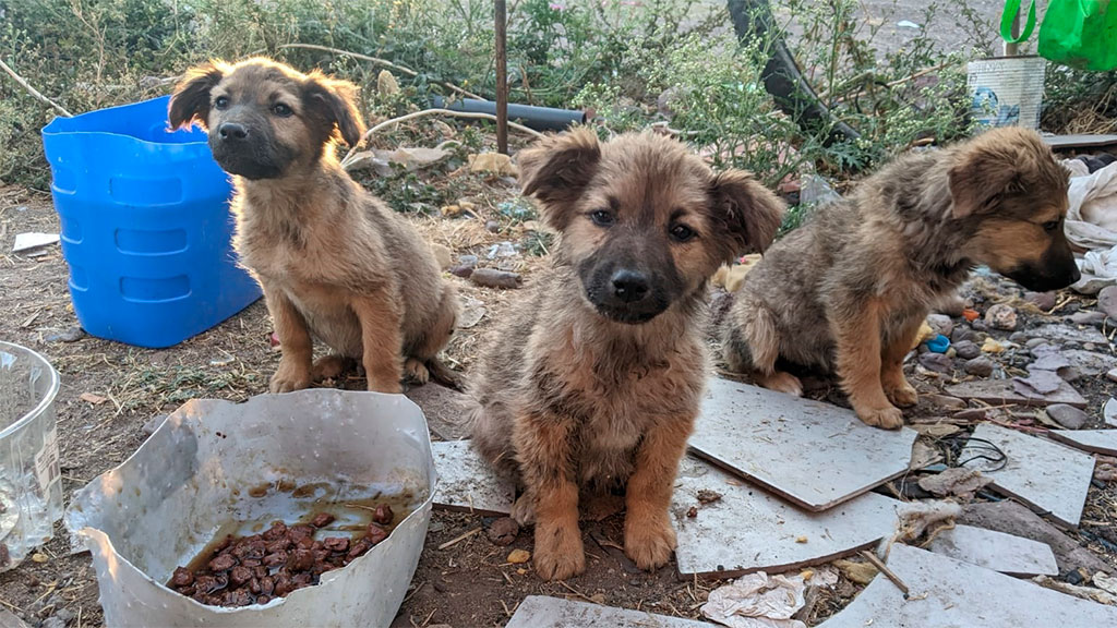 Animalistas de Salamanca piden no regalar animales el Día de Reyes: ‘No son juguetes’