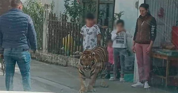 Nuevamente reportan a tigre “mascota” paseando en San Pancho (video)