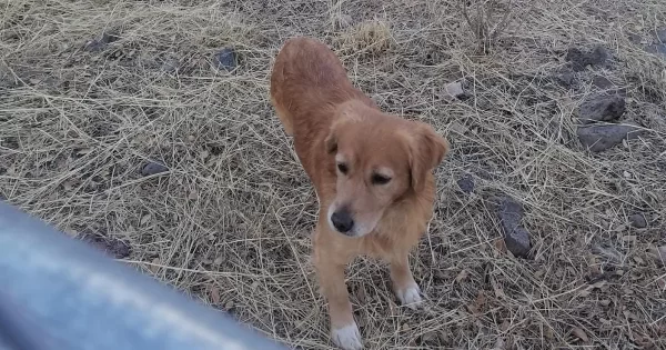 Pese a tener dueño, autoridades pusieron a ‘Figo’ en una jaula en Purísima del Rincón