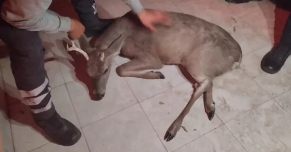 Iba a Purísima del Rincón y se le atraviesa una venada en la carretera