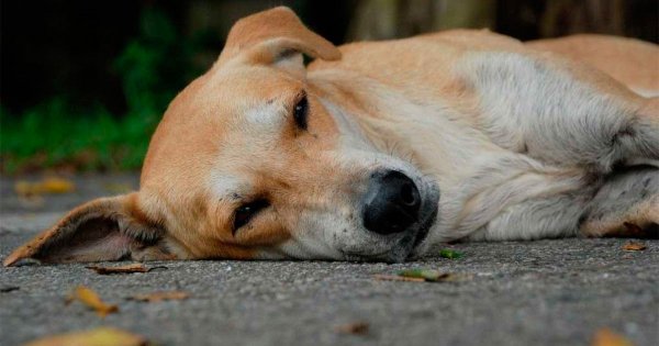 Indignación y furia deja asesinato de otros 6 perritos en Villa Salamanca 400