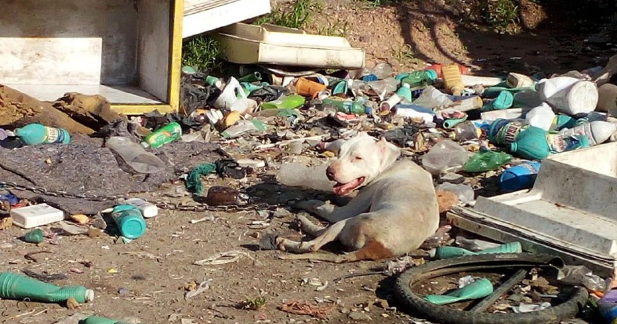 Irapuato: Centro de Atención Canina no se da abasto; requiere de más personal