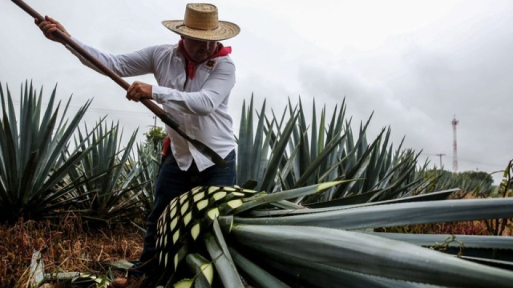 Residuos de agave podrían limpiar el agua contaminada; esto dice la UAG