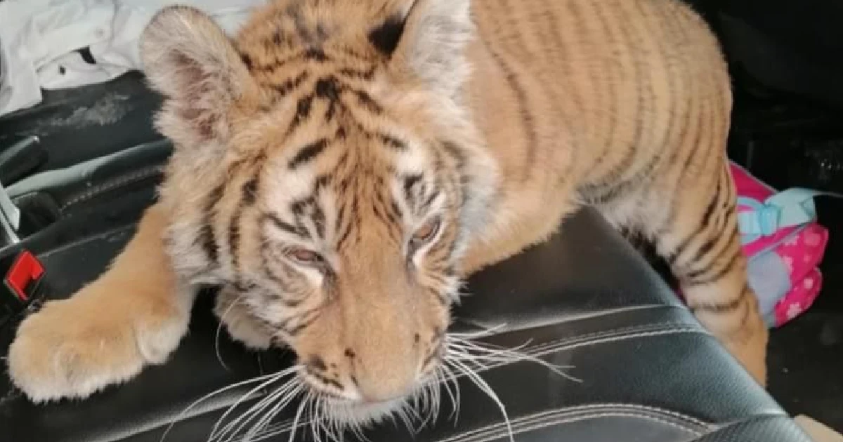 Capturan a otro tigre suelto por las calles de San Francisco del Rincón