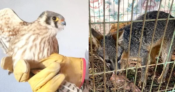 Regresan a casa: Rescatan y liberan a zorra gris y cernícalo en SMA