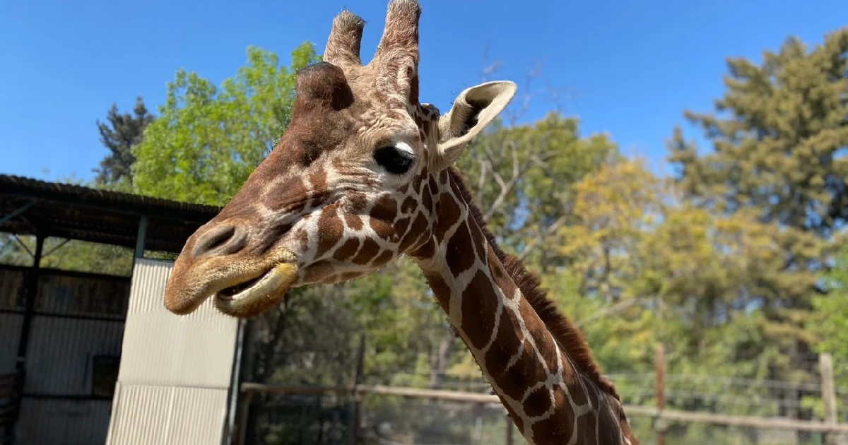 Conoce a Zid, la jirafa reticulada con la que puedes interactuar en el Zoológico de Irapuato