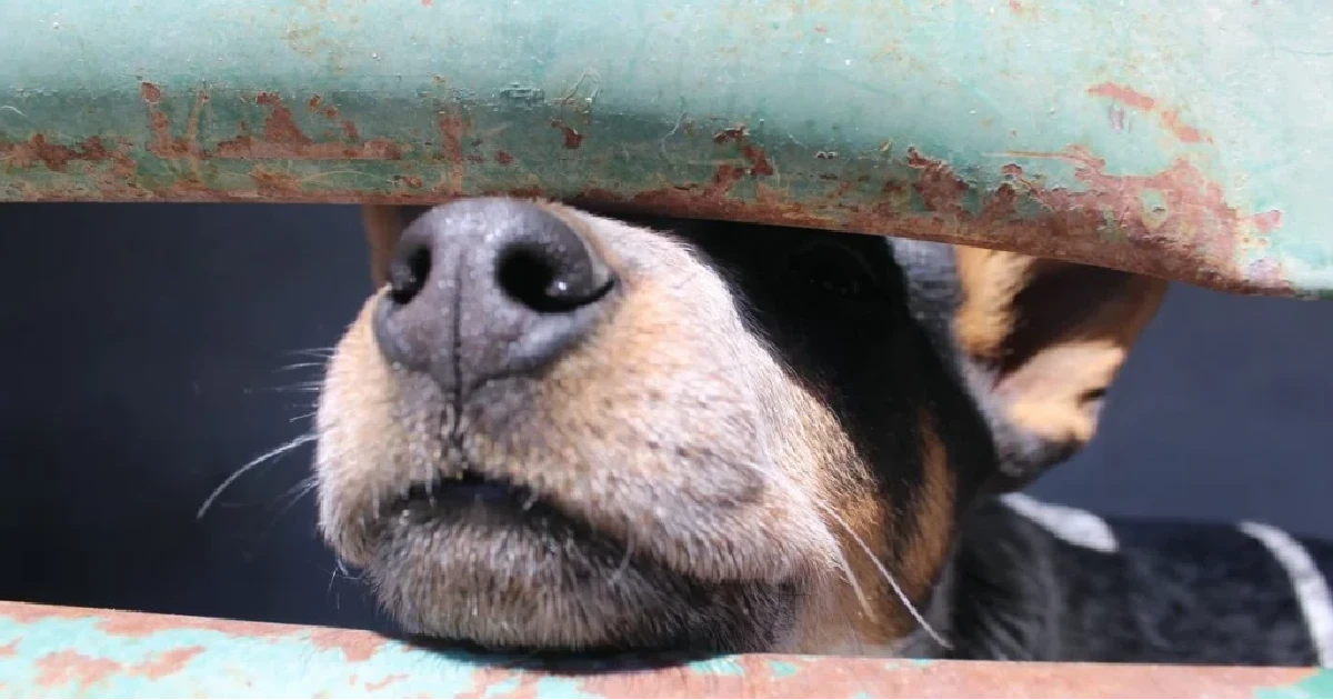 Ante denuncias por maltrato animal, diputada del PAN llama a comparecer a alcalde de Silao